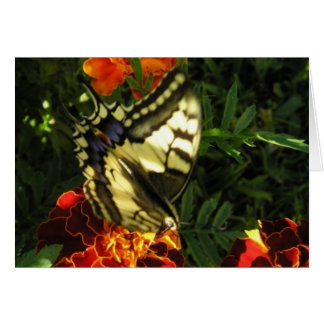 Butterfly 2