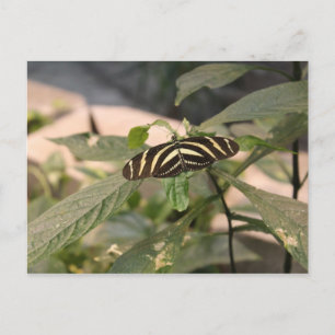 Butterfly # 22 postcard