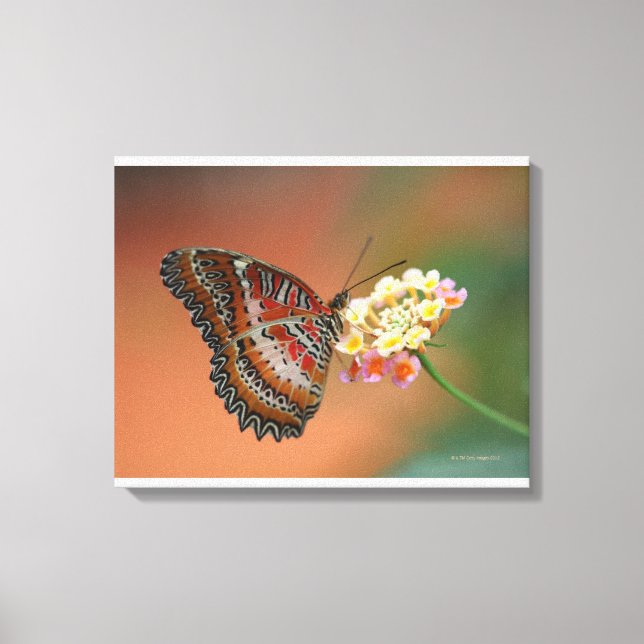 butterfly 2 canvas print (Front)