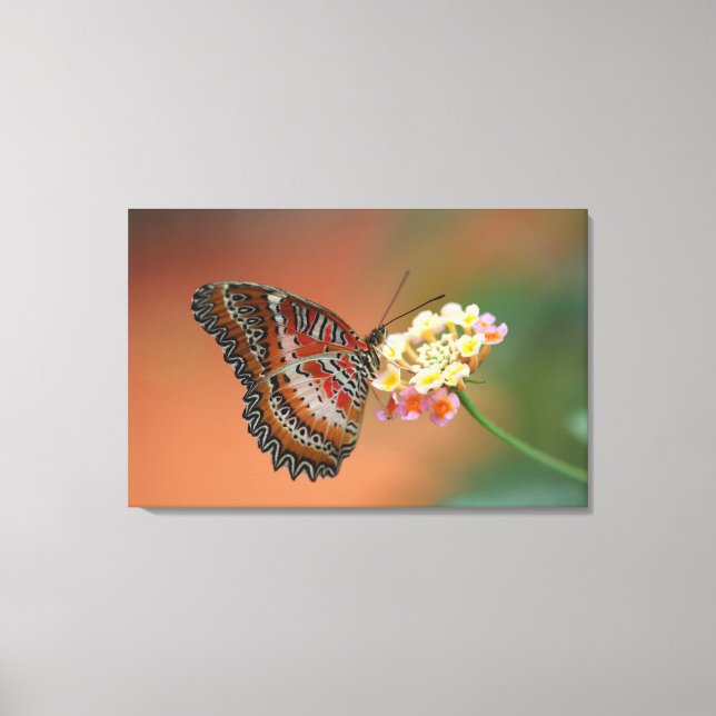 butterfly 2 canvas print (Front)