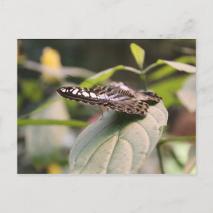 Butterfly # 2 postcard