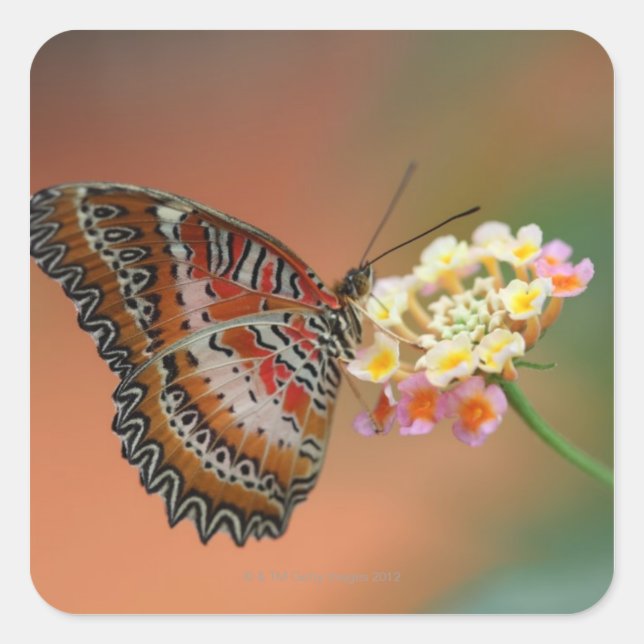 butterfly 2 square sticker (Front)