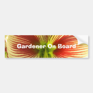 Butterfly Amaryllis Bumper Sticker