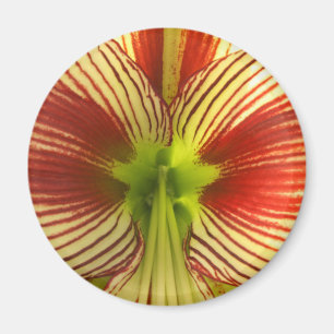 Butterfly Amaryllis Magnet