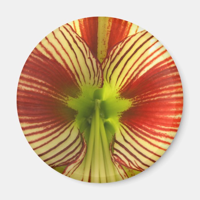 Butterfly Amaryllis Magnet (Front)