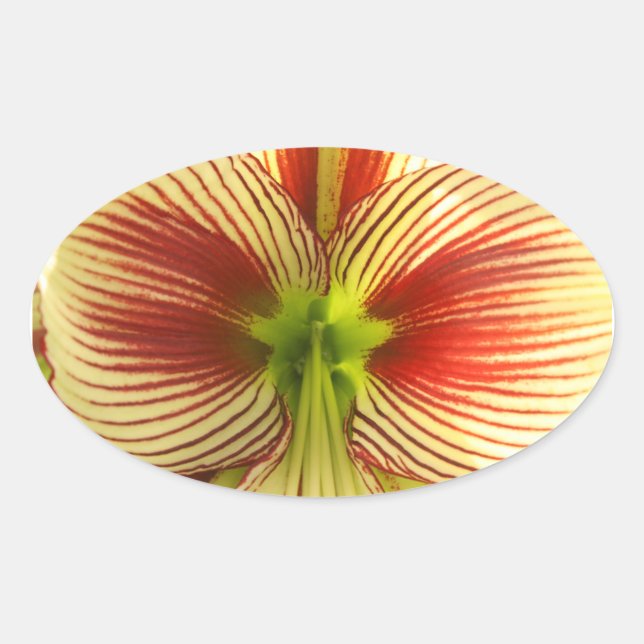 Butterfly Amaryllis Oval Sticker (Front)
