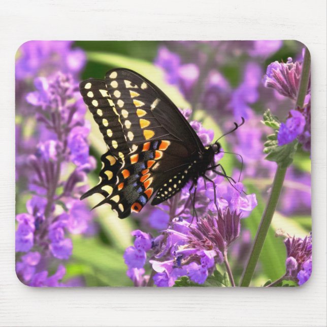 Butterfly - American Swallowtail on Kit Cat flower Mouse Pad (Front)