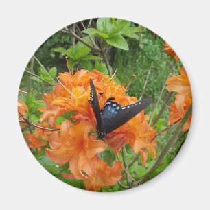 butterfly and azalea magnet