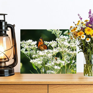 Butterfly and Bees on White Common Boneset Flower Photo Print