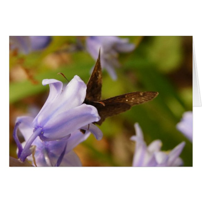 Butterfly and Bluebells (Front Horizontal)