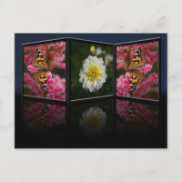 Butterfly and Dahlia Postcard