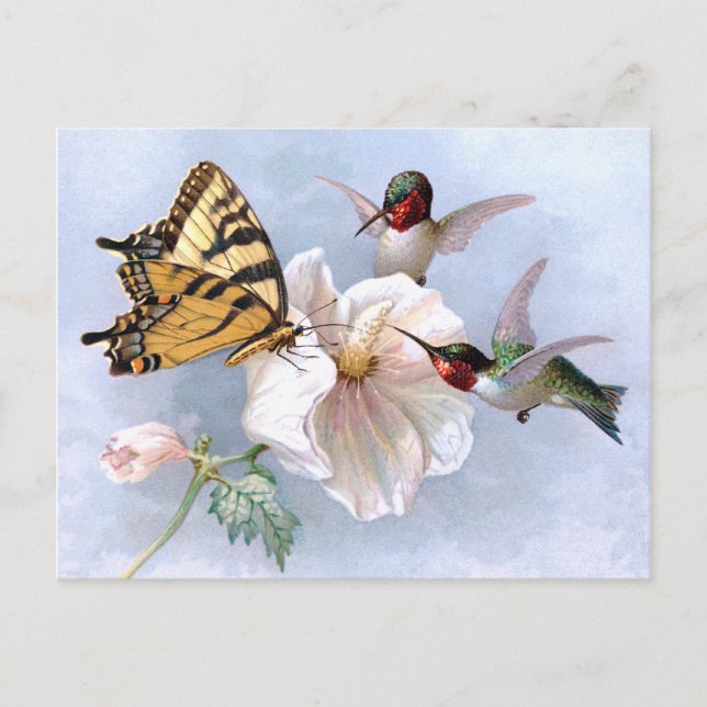 Butterfly and Hummingbirds Postcard (Front)