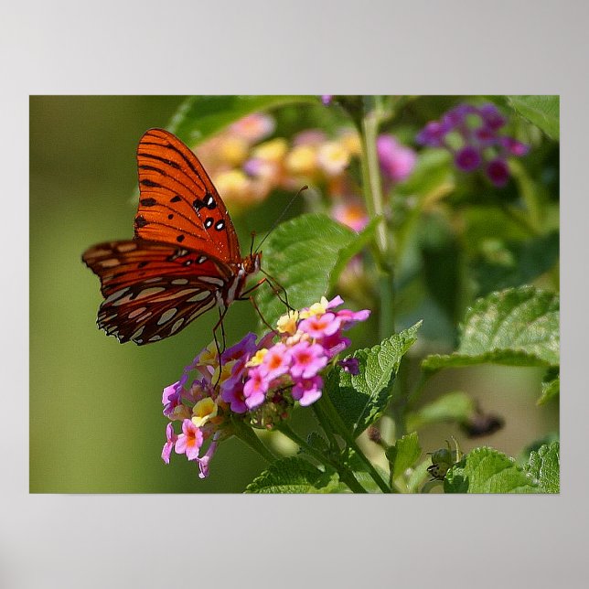 Butterfly and Lantana Poster (Front)
