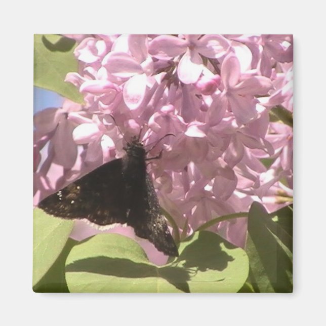 Butterfly and Lilacs Magnet (Front)