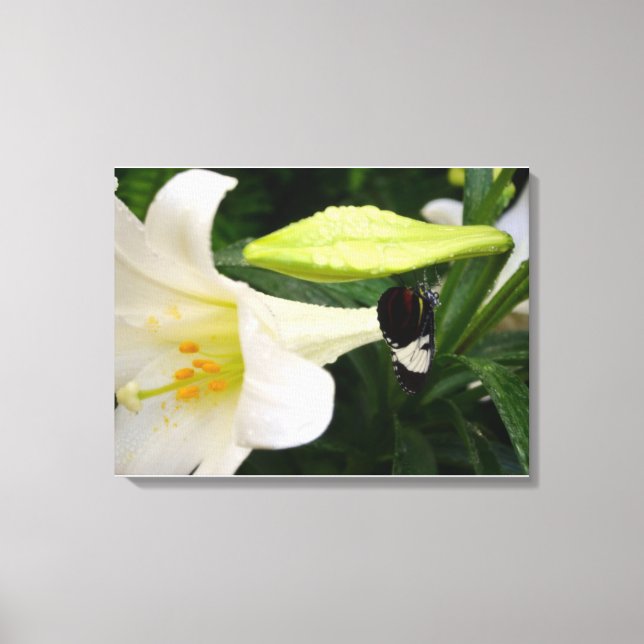 Butterfly and Lily Canvas Print (Front)