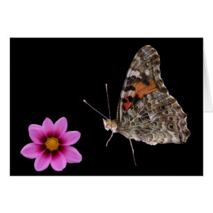Butterfly and Pink Flower