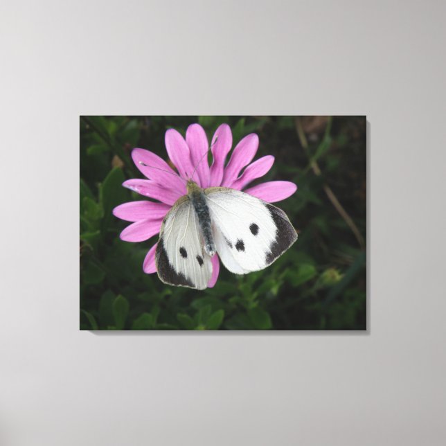 Butterfly and Pink Flower Canvas Print (Front)