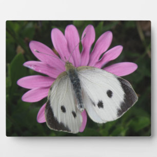 Butterfly and Pink Flower Plaque
