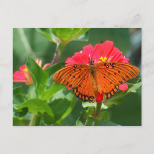 Butterfly and Pink Flower Postcard
