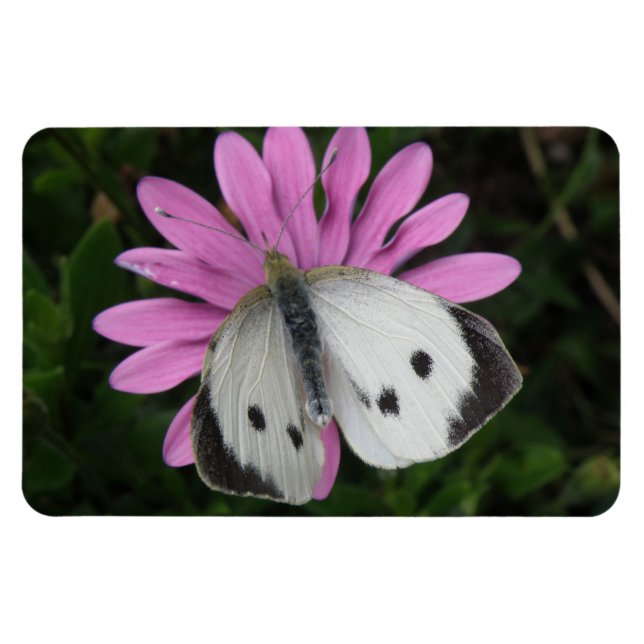 Butterfly and Pink Flower Premium Magnet (Horizontal)