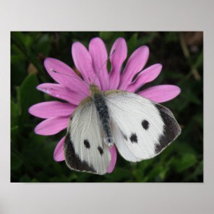 Butterfly and Pink Flower Print