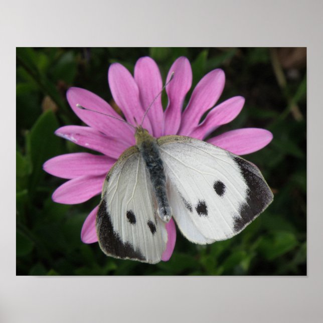 Butterfly and Pink Flower Print (Front)
