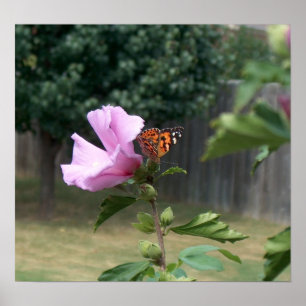 Butterfly and Rose of Sharon Poster