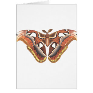 butterfly animal insect isolated