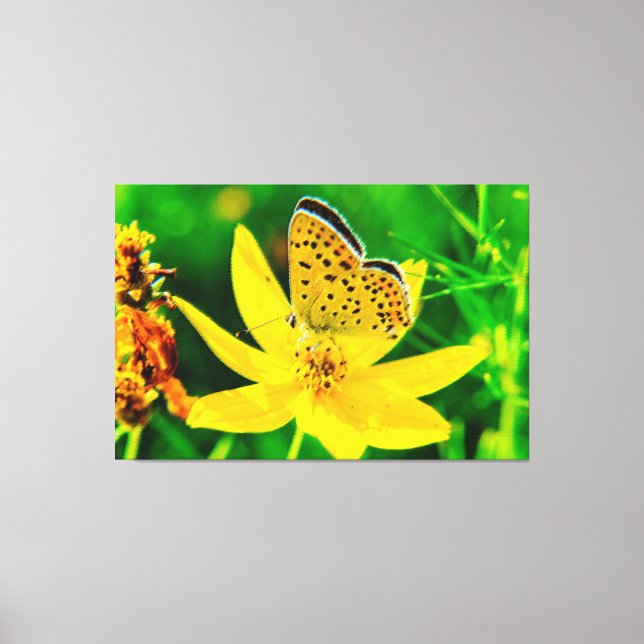 Butterfly Art 36 Wrapped Canvas (Front)
