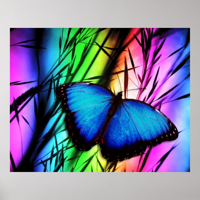 Butterfly Art 39 Options Posters (Front)