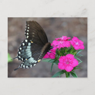 Butterfly Beauty Postcard