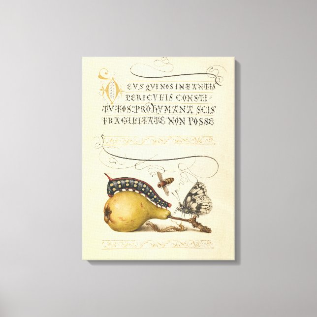 Butterfly Bee Fruit Insect Illustration Canvas Print (Front)