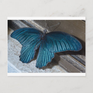 butterfly blue insect flying beautiful wings postcard