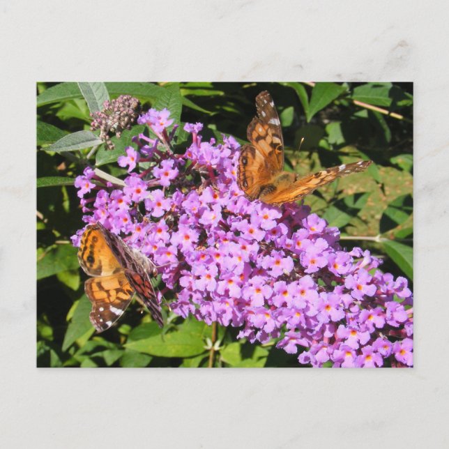 Butterfly Buddies ~ postcard (Front)
