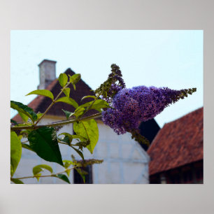 Butterfly Bush, Old Danish Town, Aarhus, Denmark Poster