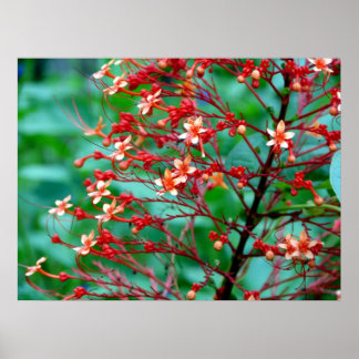 Butterfly Bush Poster