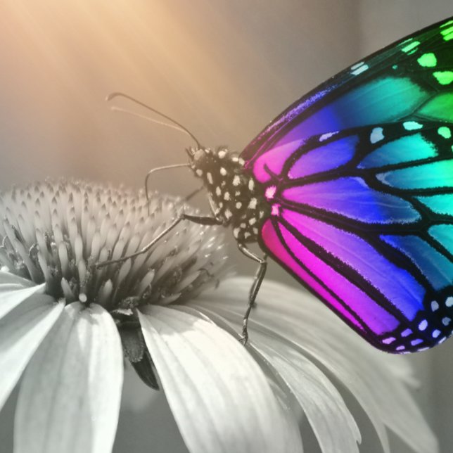 Butterfly, Butterfly and Flower, Colour Butterfly Cushion (Creator Uploaded)