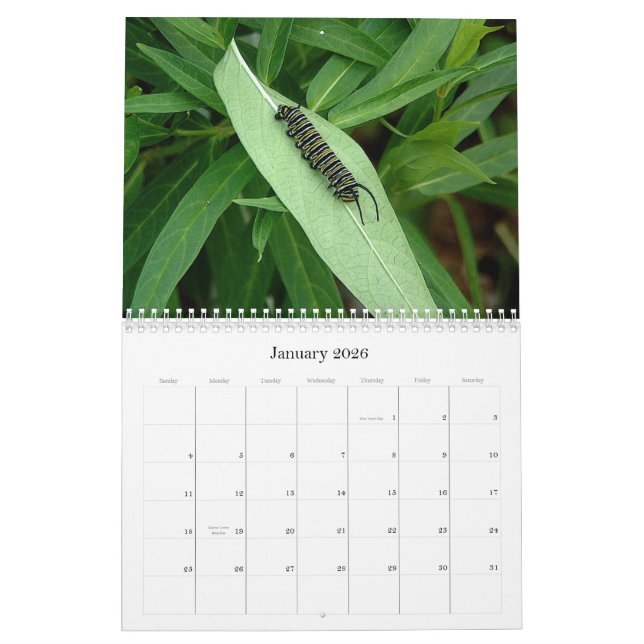 Butterfly calendar (Jan 2026)