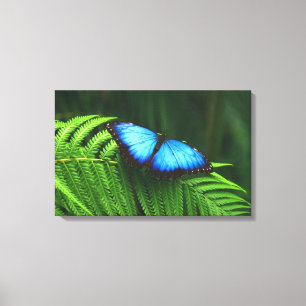 butterfly canvas print