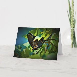 Butterfly, card