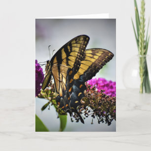 Butterfly, card
