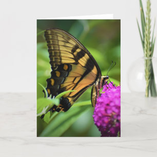Butterfly, card