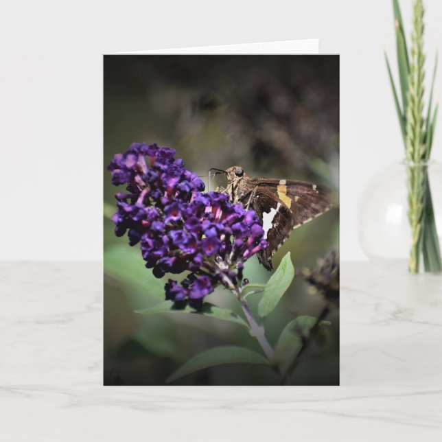 Butterfly, card (Front)