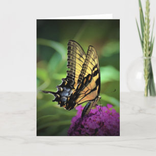 Butterfly, card
