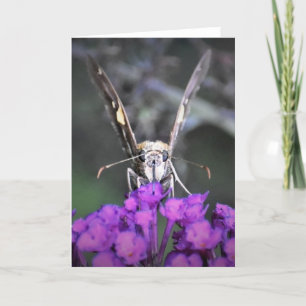 Butterfly, card