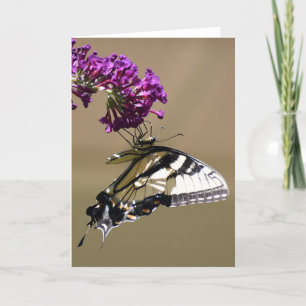 Butterfly, card
