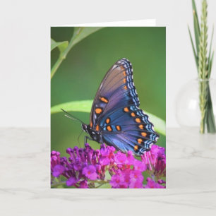 Butterfly, card