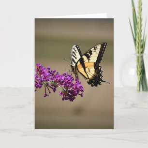 Butterfly, card