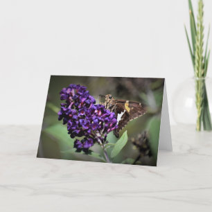 Butterfly, card