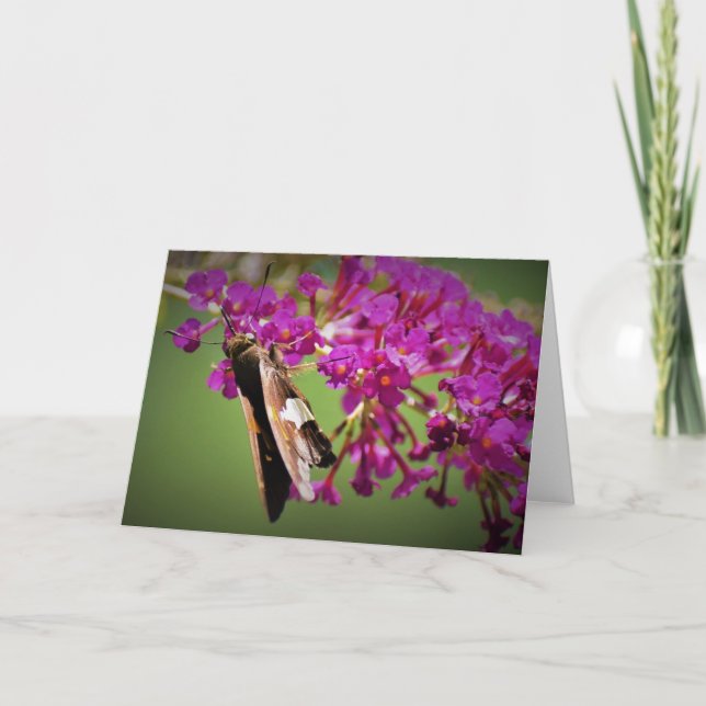 Butterfly, card (Front)